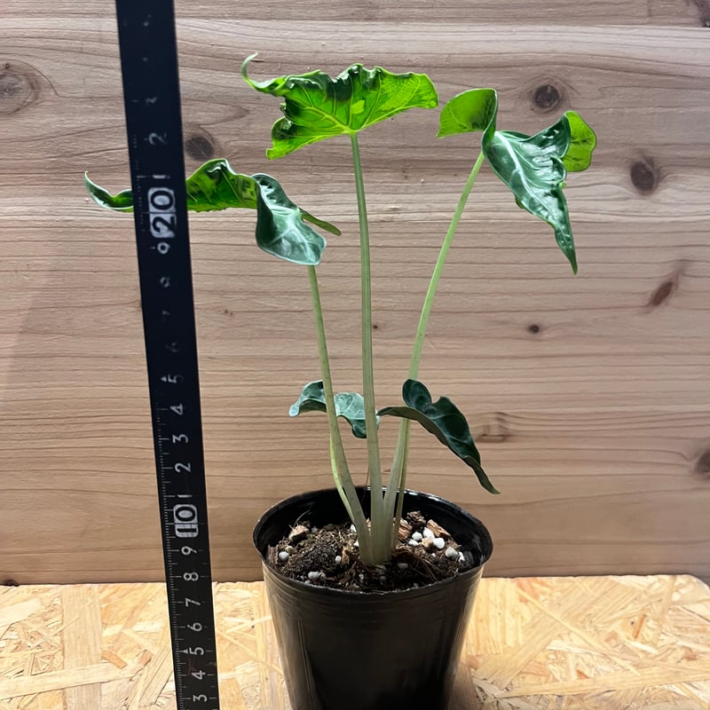 アロカシア ロコ | GREEN LUCK