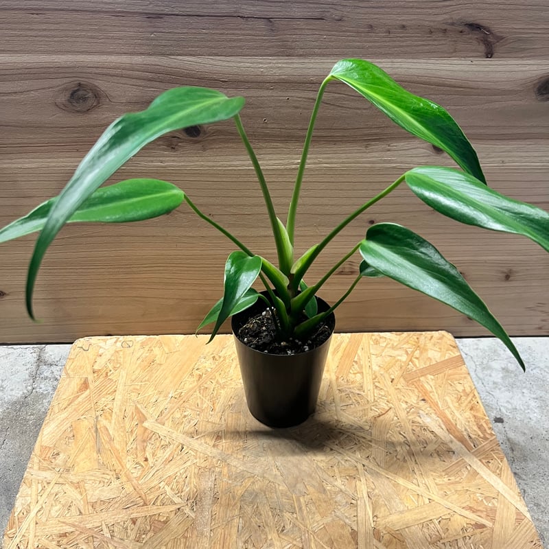 これからもっと豪華になるよ✨モンステラ・バールマルクスフレーム✨ モンステラ バールマルクスフレーム | GREEN LUCK