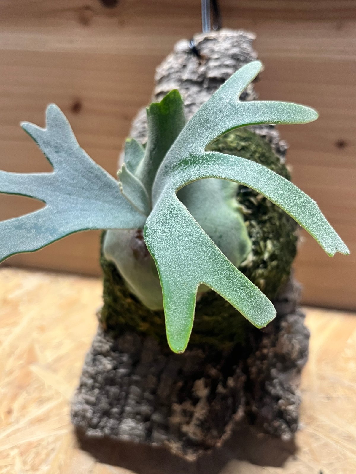 ビカクシダ バクテリア　スポア　板付 ビカクシダ バクテリア スポア | GREEN LUCK