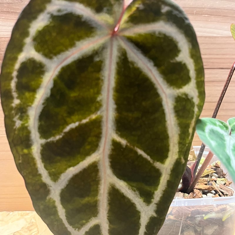 今*！様 アンスリウムHubro × “angel's dream＊レッドクリス アンスリウム エンジェルズドリーム×レッドクリスタル | GREEN LUCK