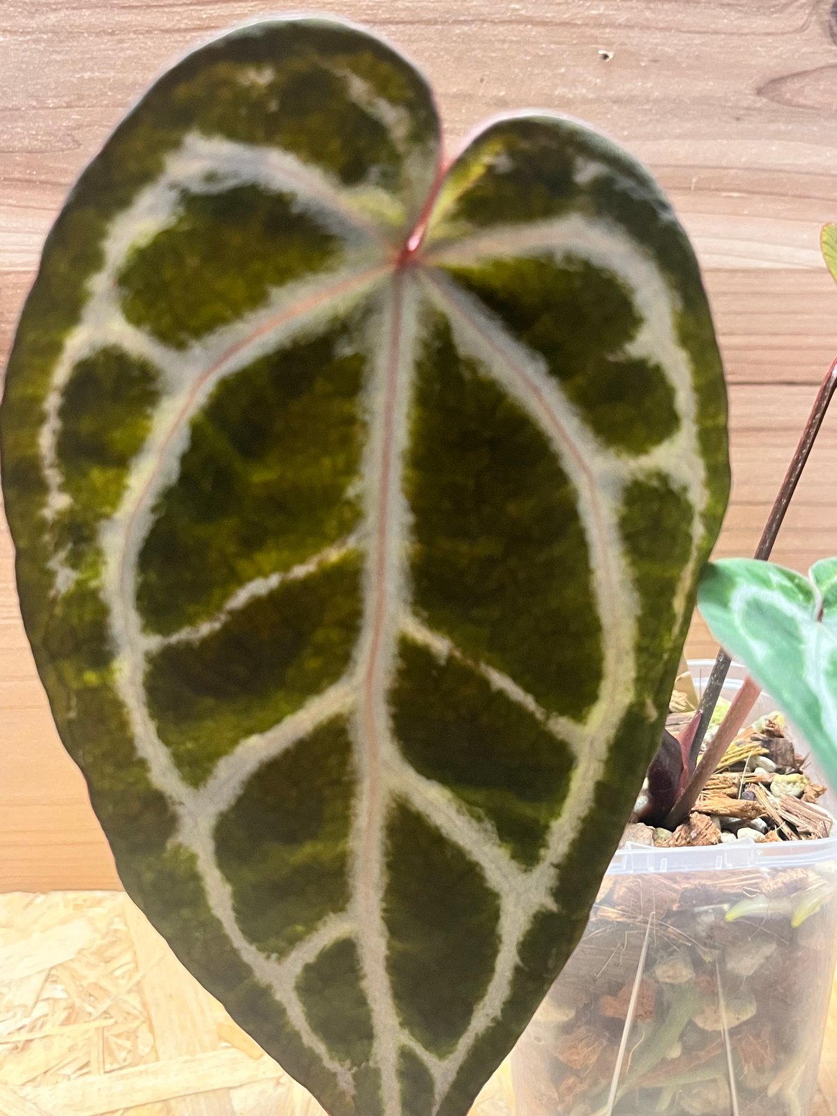 アンスリウム エンジェルズドリーム×レッドクリスタル | GREEN LUCK