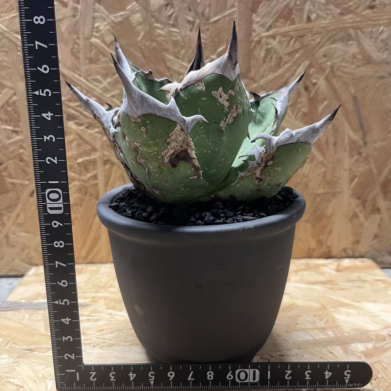 オアハカ　アガベ　チタノタ　微発根 アガベ チタノタ オアハカ Agave titanota Oaxaca 14 | Mellow