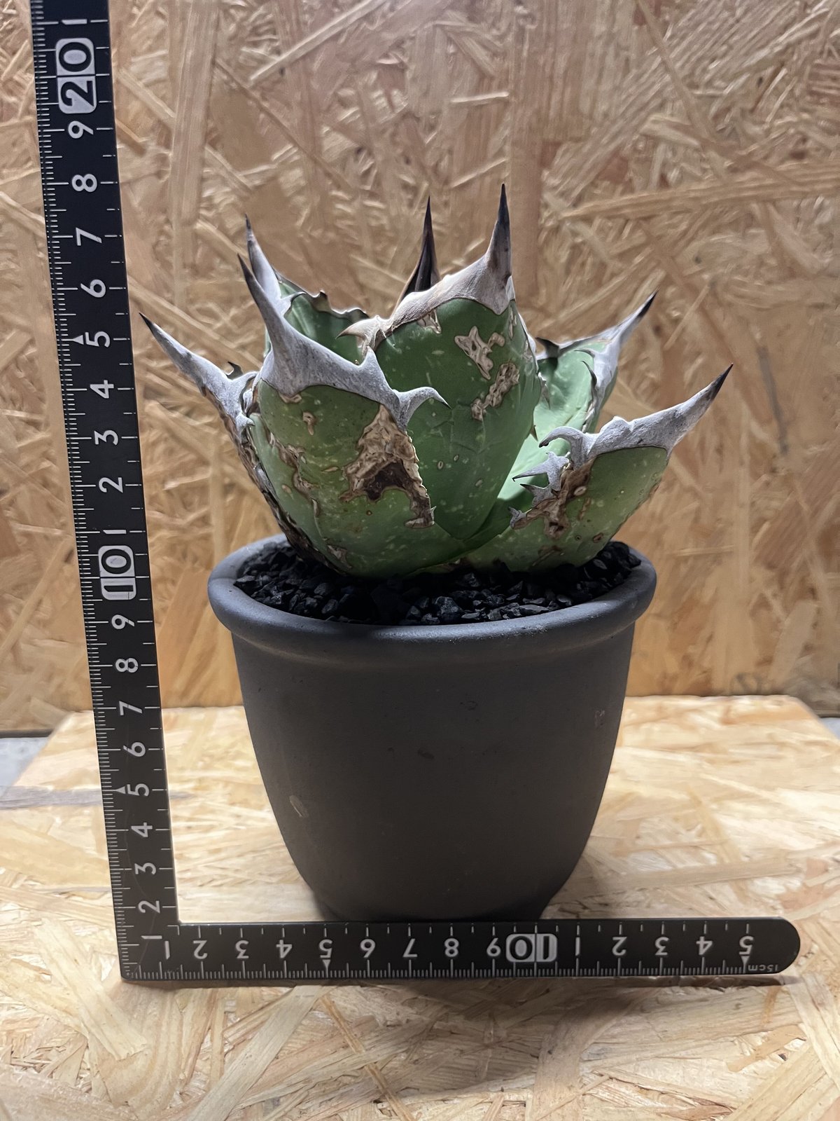 ［現物］アガベ　チタノタ　オアハカ Agave Titanota 