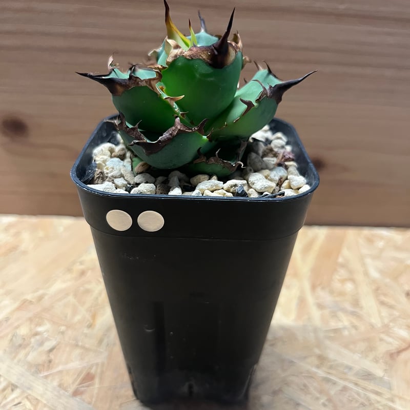 アガベ チタノタ ドラゴンクロウ | GREEN LUCK