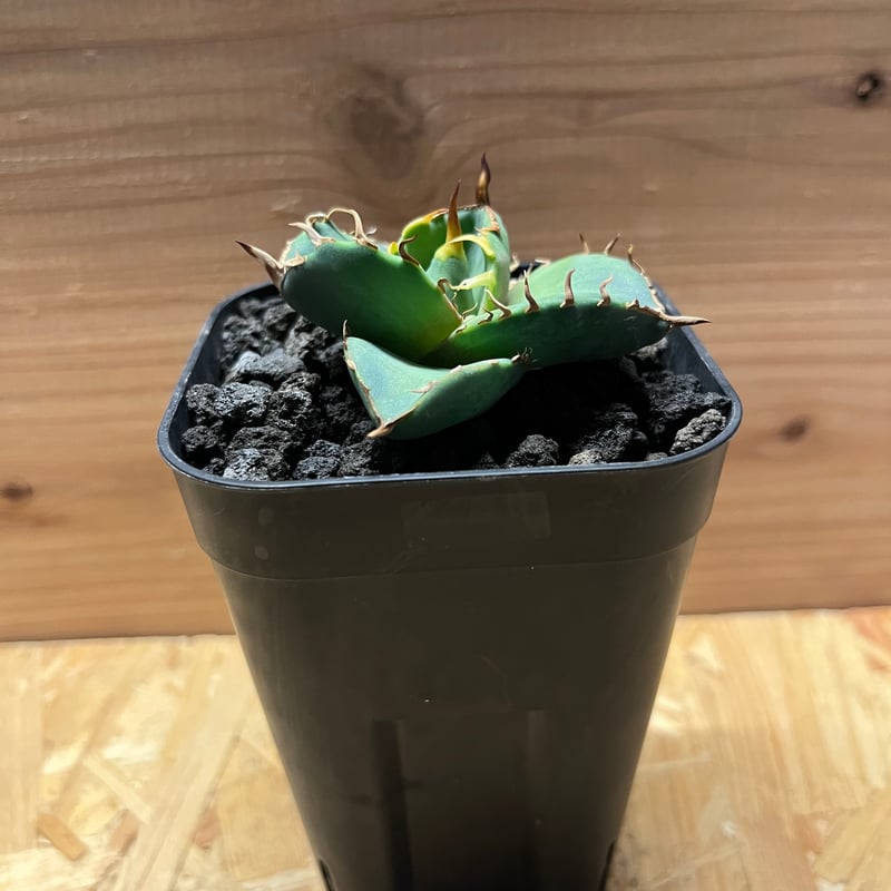 【写真現物・鉢ごと】アガベ　チタノタ　ノーネーム② アガベ チタノタ ノーネーム | GREEN LUCK