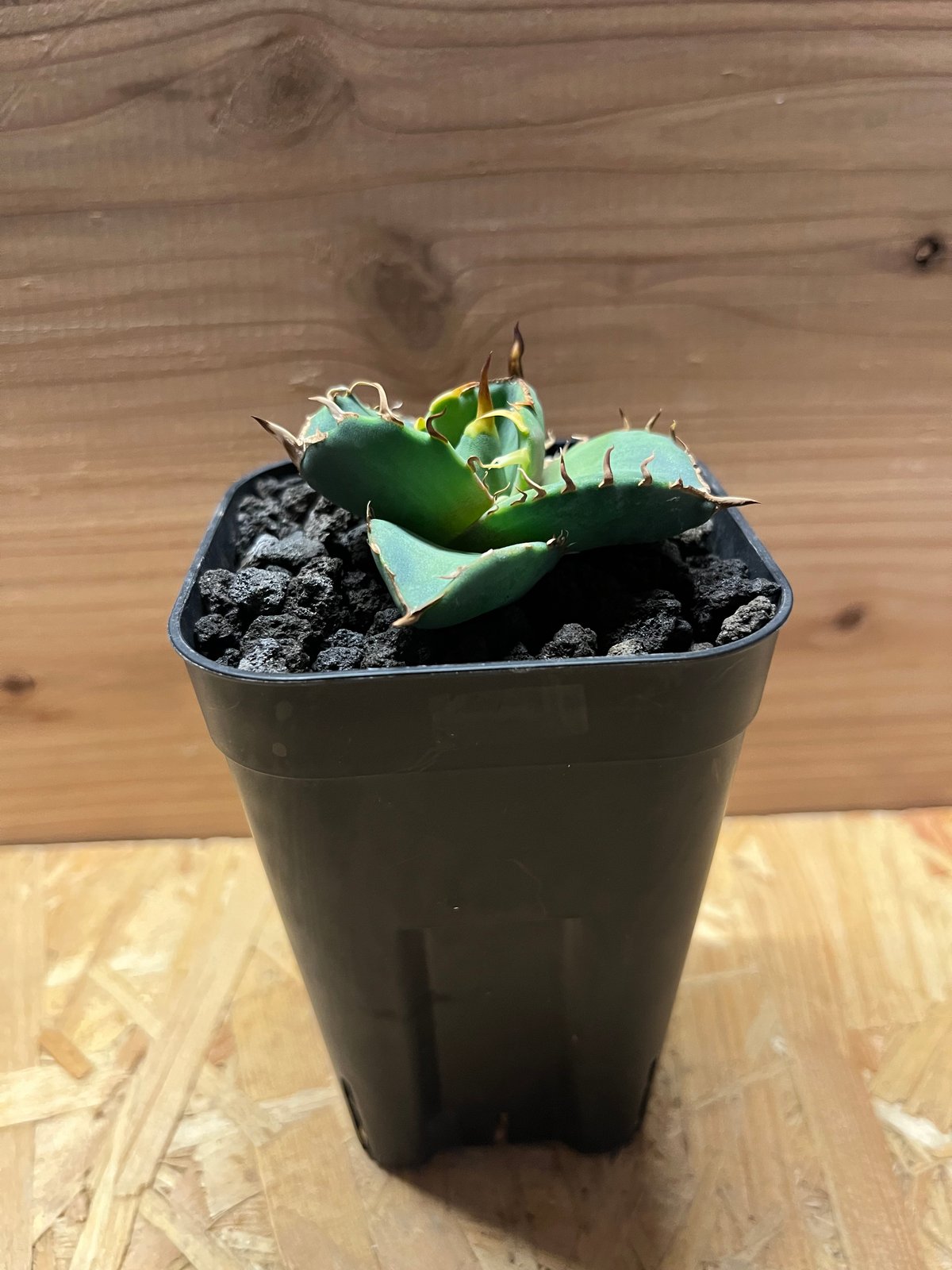 アガベ ノーネーム　超特大 S株 アガベ ノーネーム 超特大 S株 アガベ・チタノタ（ノーネーム）003