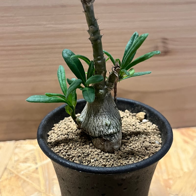 パキポディウム サキュレンタム | GREEN LUCK