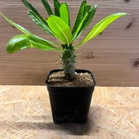 オトンナ レピドカウリス | GREEN LUCK