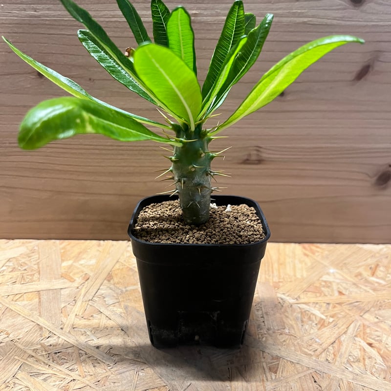 希少 パキポディウム アンボンゲンセ 観葉植物 パキポディウム アンボンゲンセ【615】 | PROTOLEAF プロトリーフ