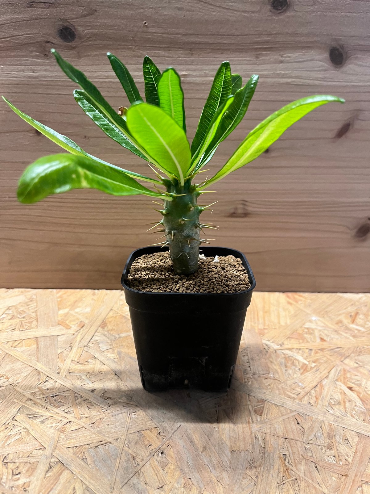 大特価！！！　特大サイズ　パキポディウム　アンボンゲンセ パキポディウム アンボンゲンセ Pachypodium ambongense