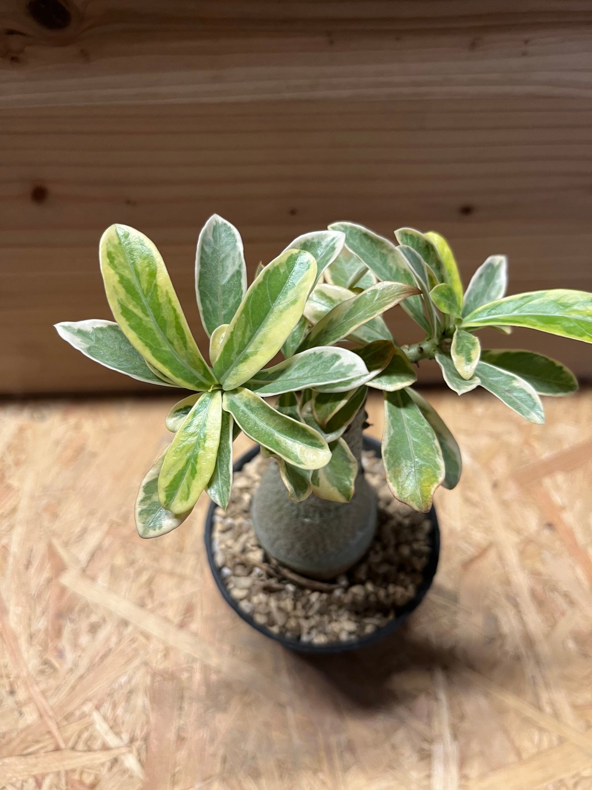 fit=scale-down,w=1200