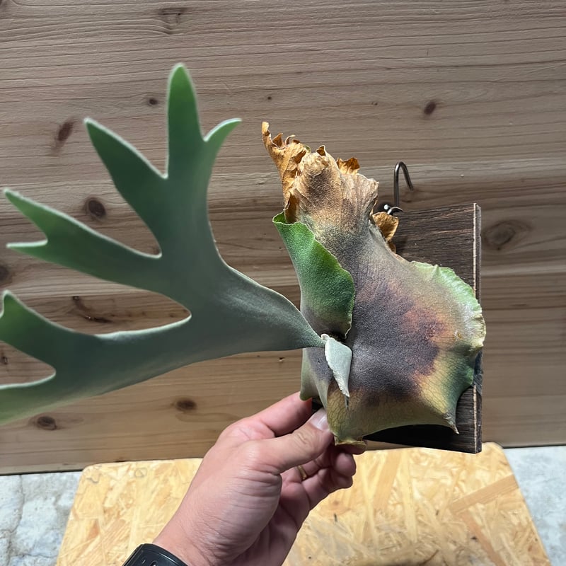 綴化(石化) ？ dwarf tatsuta スポア株 ドワーフタツタ 2025年最新】ビカクシダ ドワーフタツタの人気アイテム - メルカリ