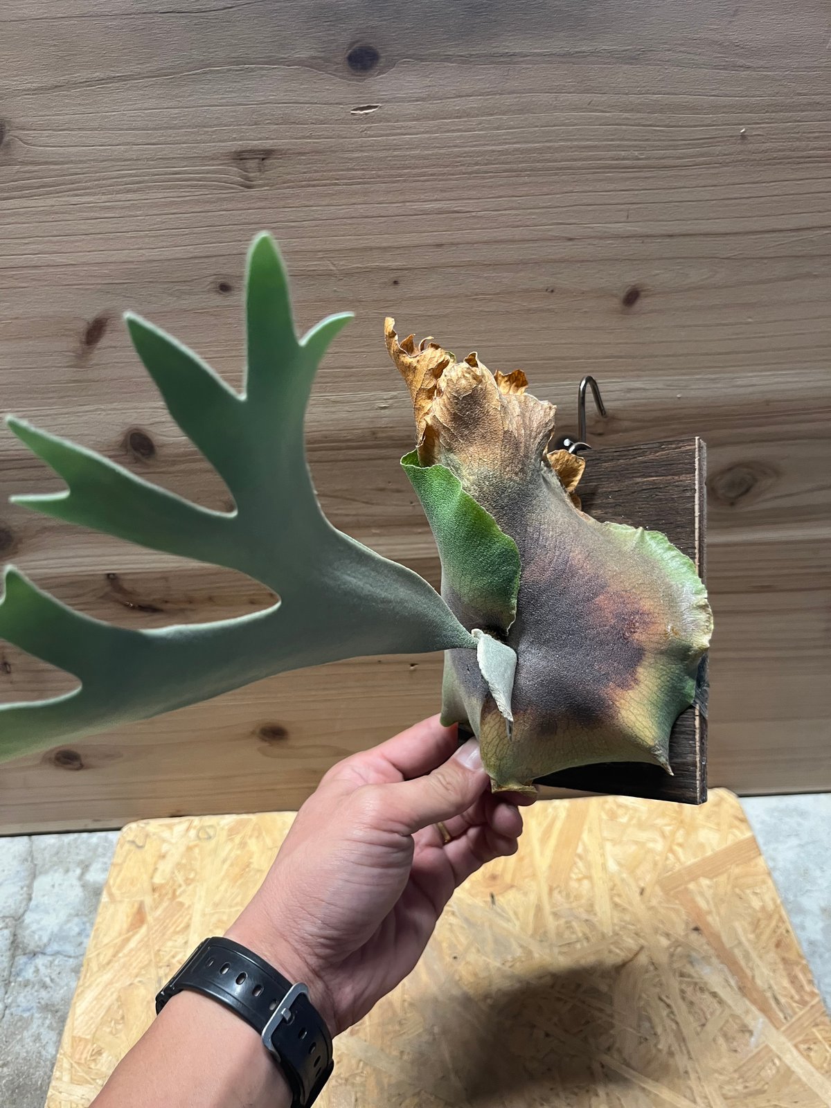 ビカクシダ ドワーフタツタ | GREEN LUCK