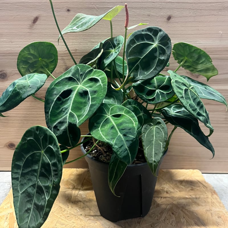 アンスリウム フォルゲッティ | GREEN LUCK