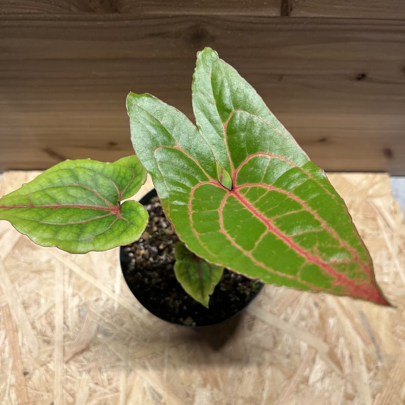 キルトスペルマ　ジョンストニー キルトスペルマ ジョンストニー | GREEN LUCK