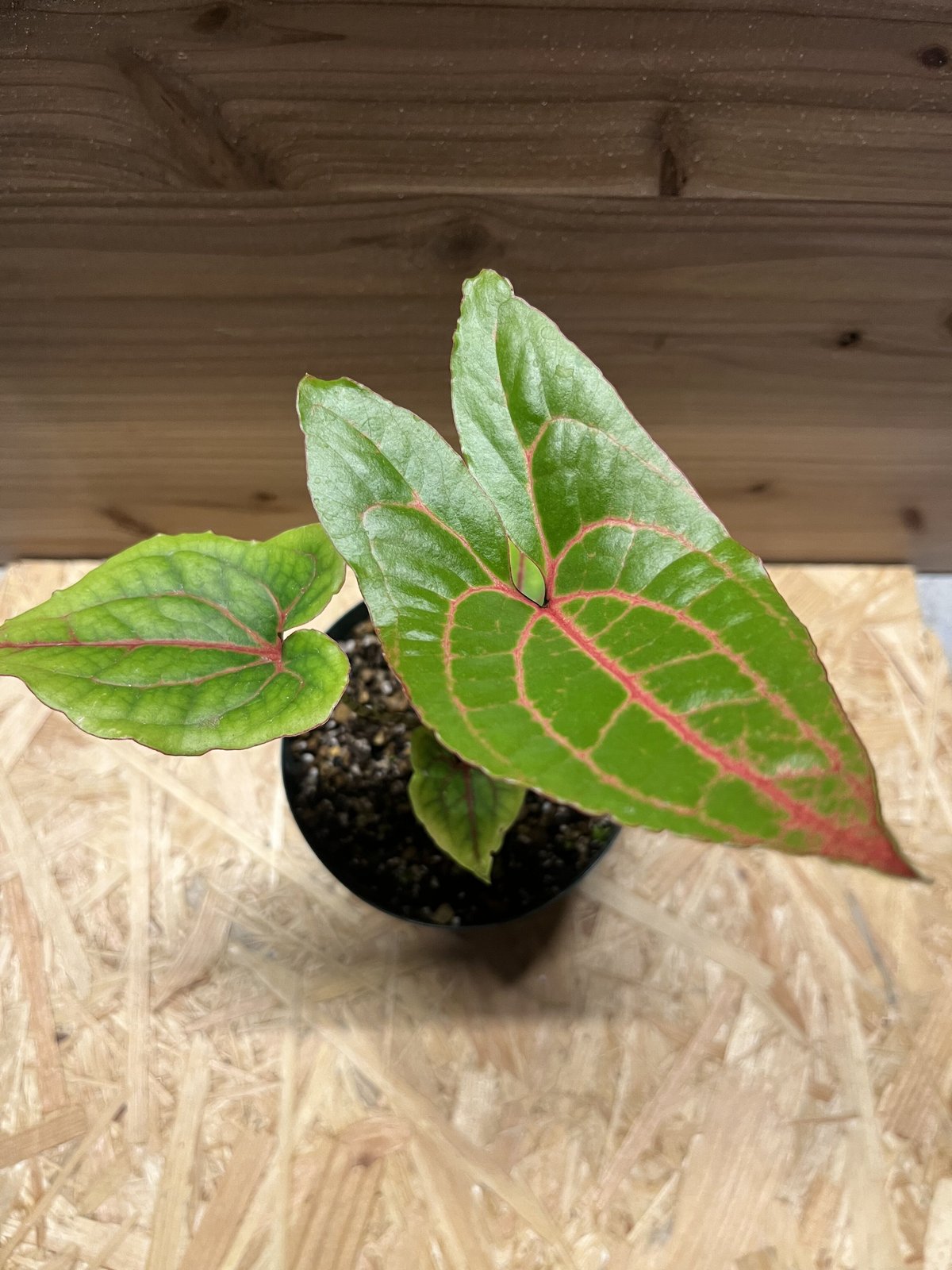 キルトスペルマ　ジョンストニー fit=scale-down,w=1200