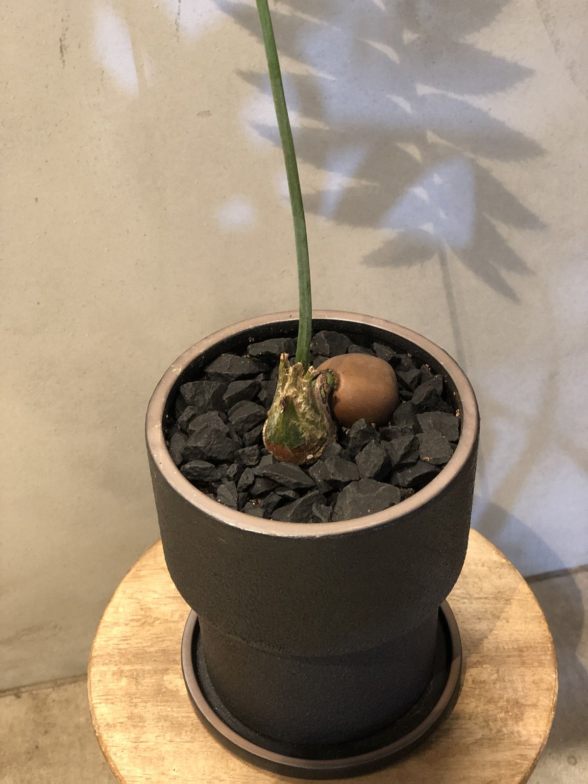 ディオーン スピヌロスム | GREEN LUCK