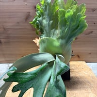 ビカクシダ　'リトルクラウン' スポアセレクト