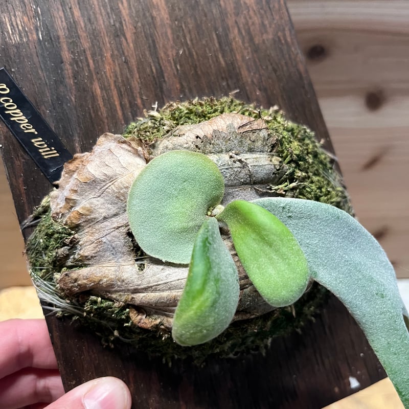 ビカクシダ カッパーウィル | GREEN LUCK