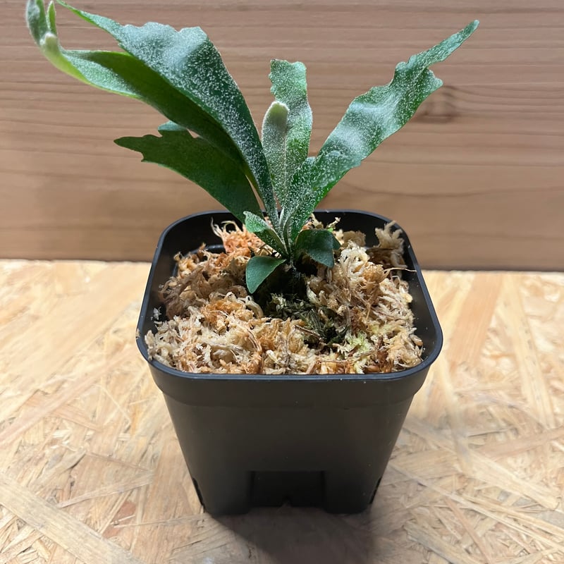 つ*ー様 P.willinckii spur シュプール　ビカクシダ ビカクシダ☆P. Willinckii 'Spur'☆Spur☆シュプール☆OC