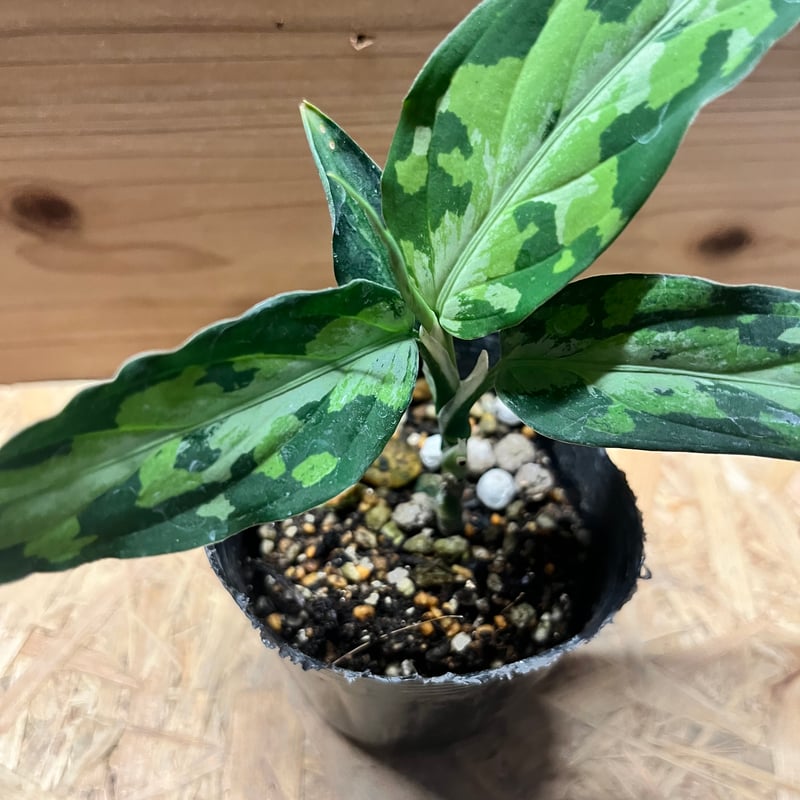 アグラオネマ ピクタム トリカラー エウレカ | GREEN LUCK