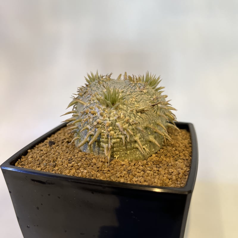 パキポディウム 恵比寿大黒 | GREEN LUCK