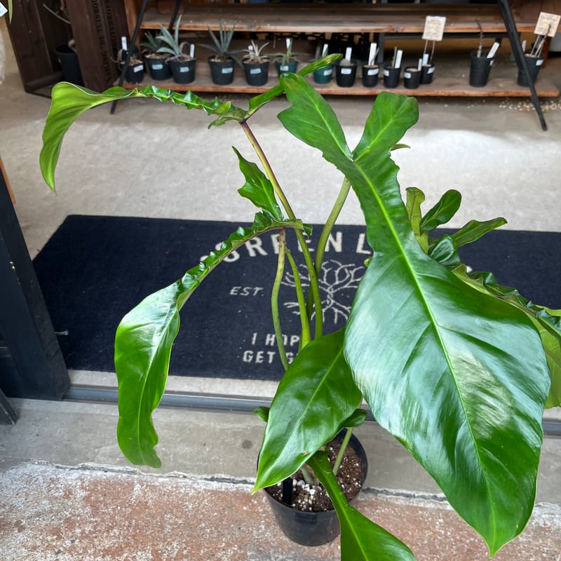 フィロデンドロン・ジョーピィ mixed フィロデンドロン ジョーピー （ムーネニー） | GREEN LUCK