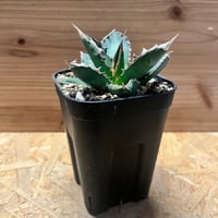 ユーフォルビア ガムケンシス | GREEN LUCK