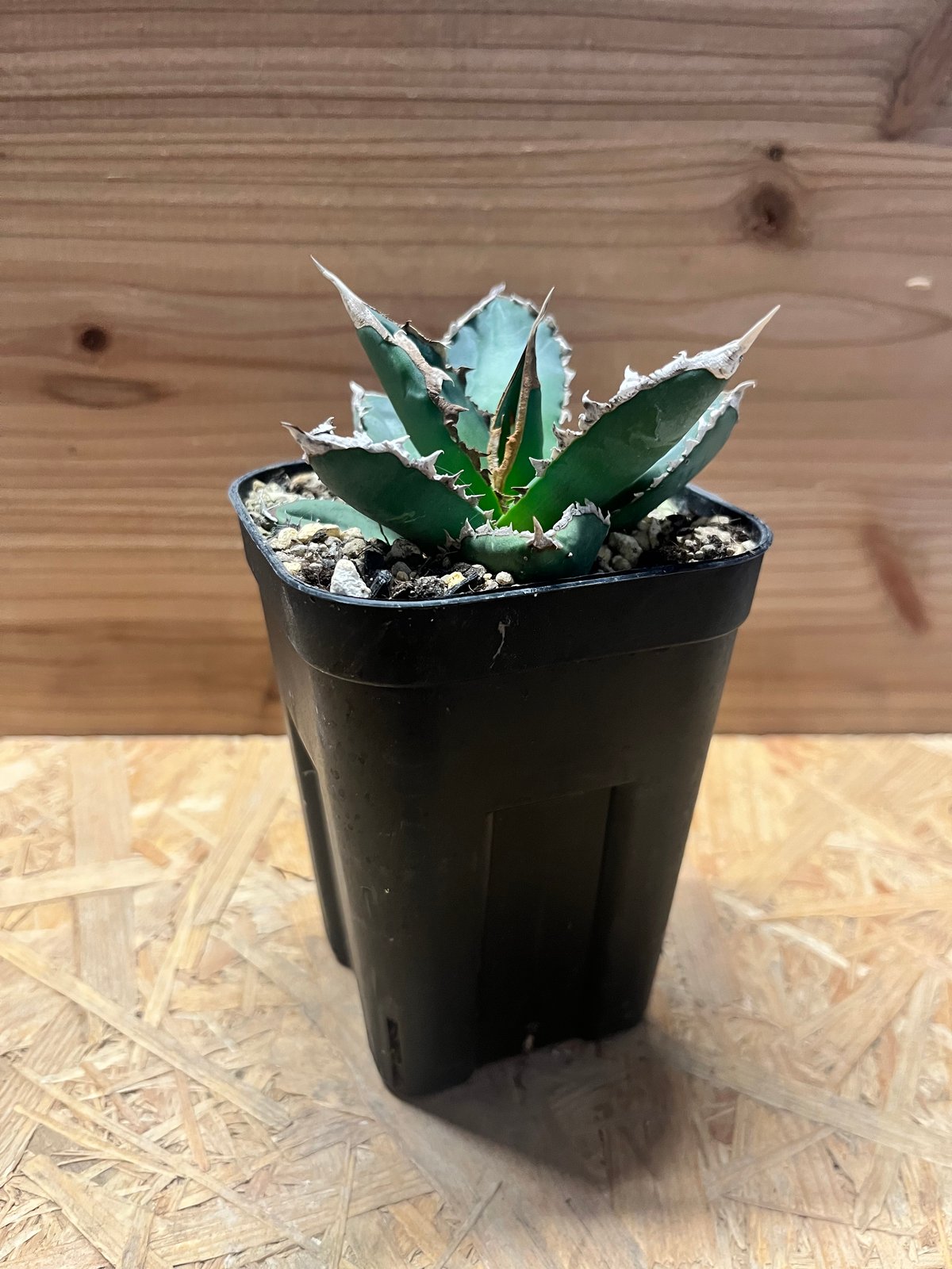 アガベ チタノタ '浪人' | GREEN LUCK