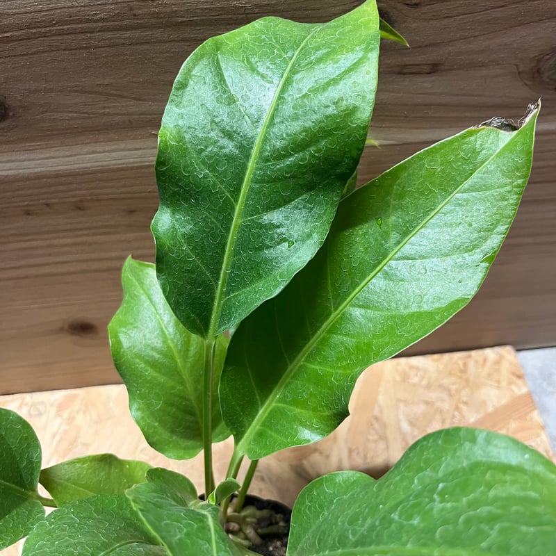 アンスリウム ジャングルキング 4号 アンスリウム ジャングルキング 5号｜観葉04-PA | 観葉・多肉 | 赤塚