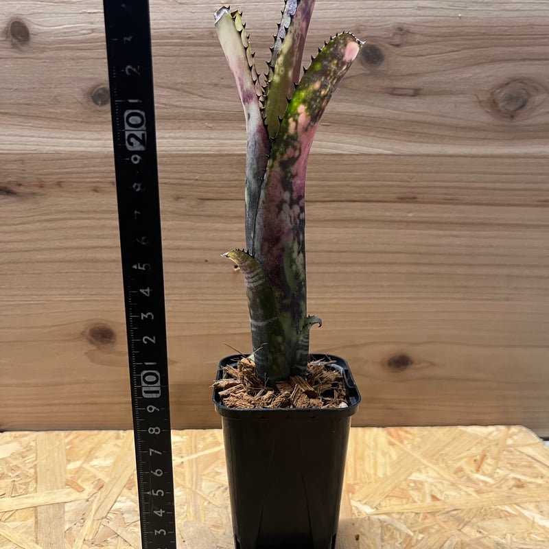ビルベルギア・ミッドナイトサン Billbergia 'Midnight Sun'（ビルベルギア ミッドナイトサン）の