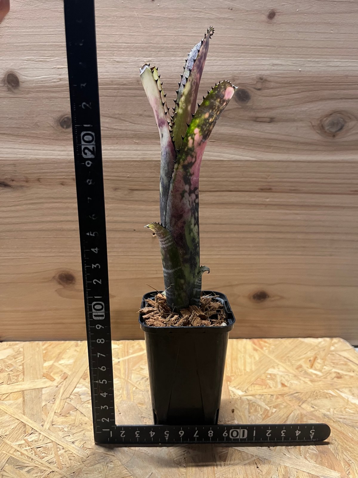 ビルベルギア・ミッドナイトサン ビルベルギア ミッドナイトサン | GREEN LUCK