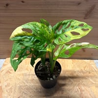 アンスリウム カリブレイリー（クラビゲナム） | GREEN LUCK