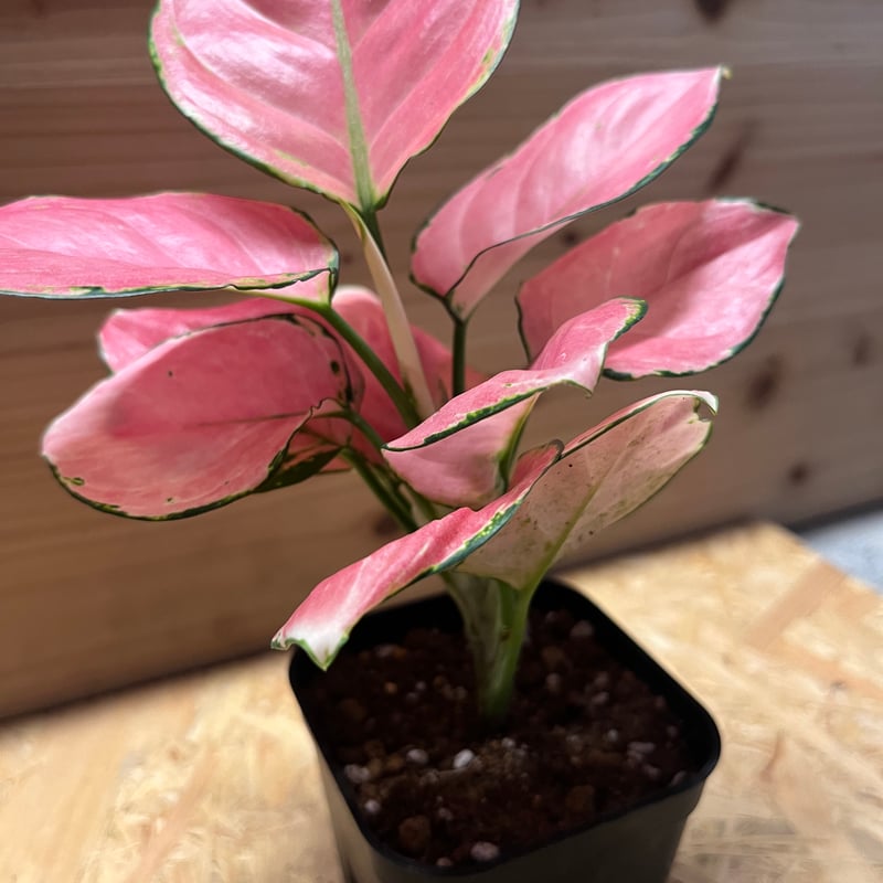 アグラオネマ オーピシャスレッド | GREEN LUCK