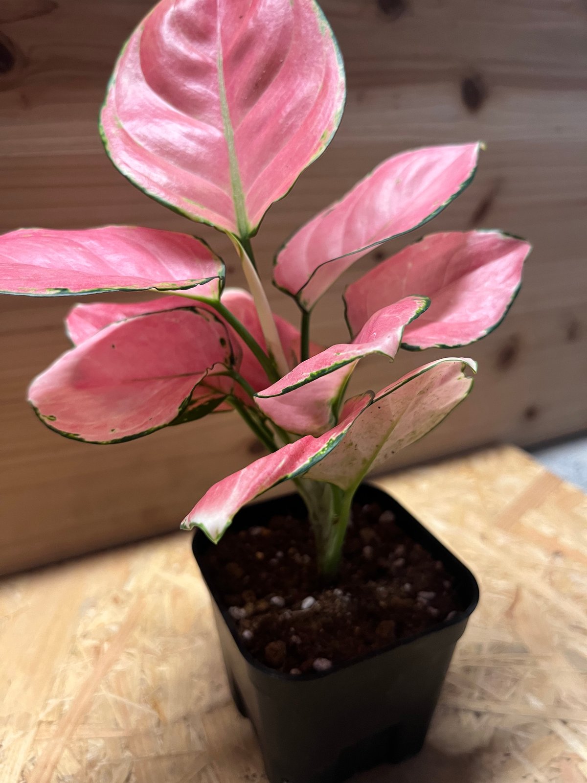 アグラオネマ オーピシャスレッド | GREEN LUCK