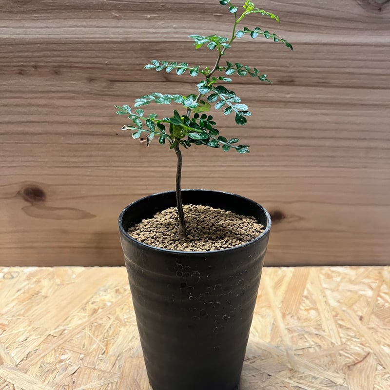 オペルクリカリア パキプス | GREEN LUCK