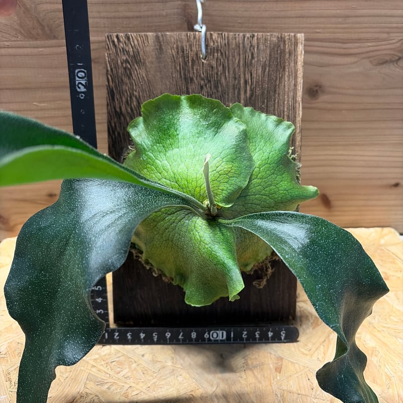 ビカクシダ ヒリー 'パオパオ' | GREEN LUCK