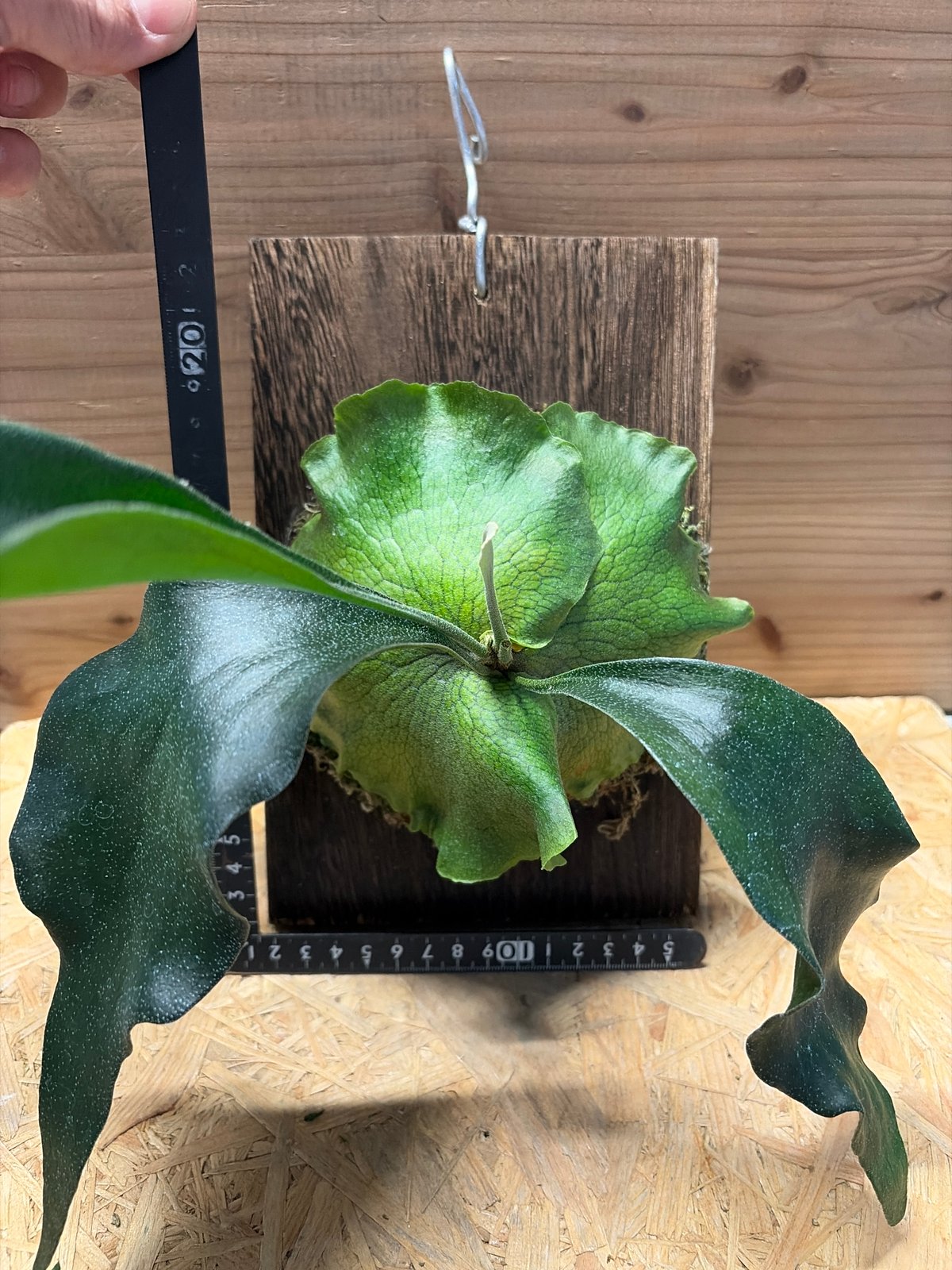 ビカクシダ ヒリー 'パオパオ' | GREEN LUCK