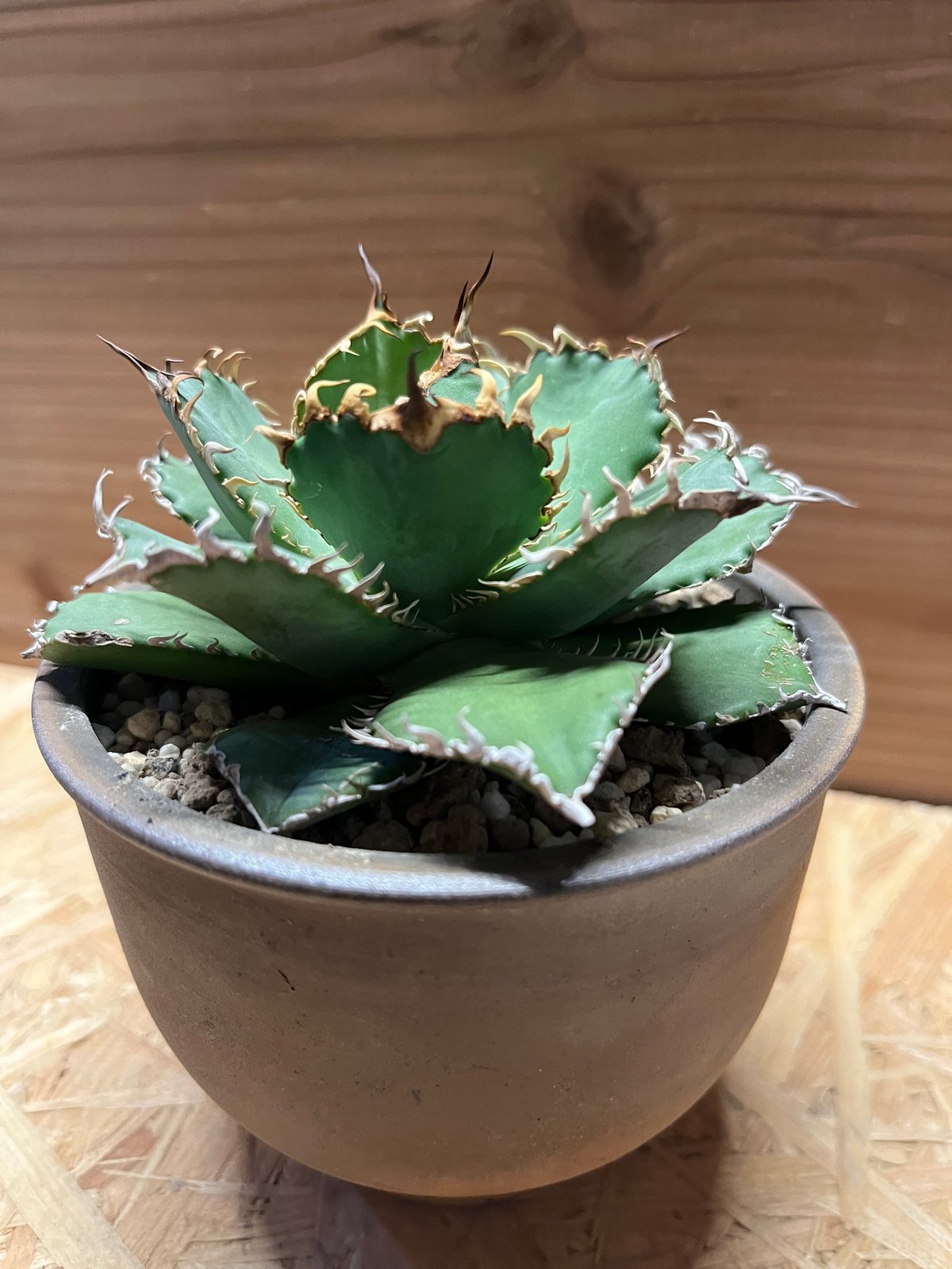 アガベ チタノタ フィリグリー ラウンドタイプ 強刺 胴切り天 発