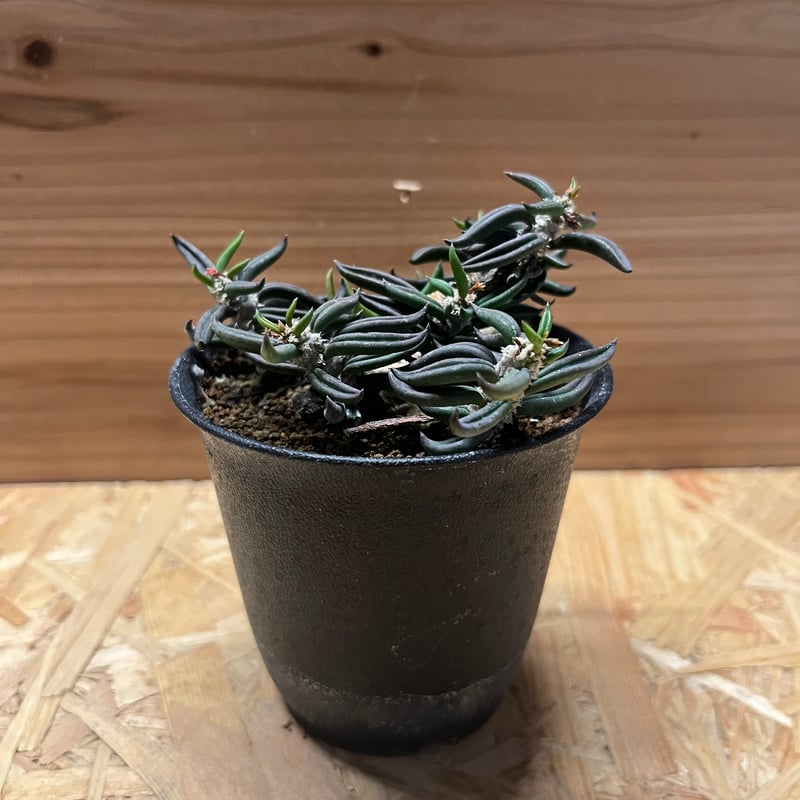 ユーフォルビア キリンドリフォリア | GREEN LUCK