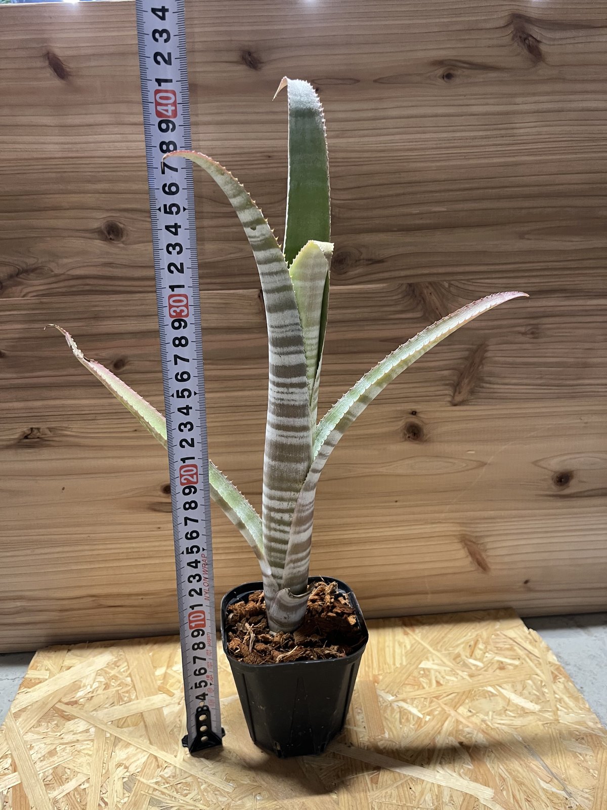 fit=scale-down,w=1200