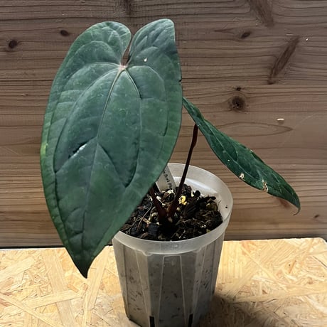 アンスリウム | STORES