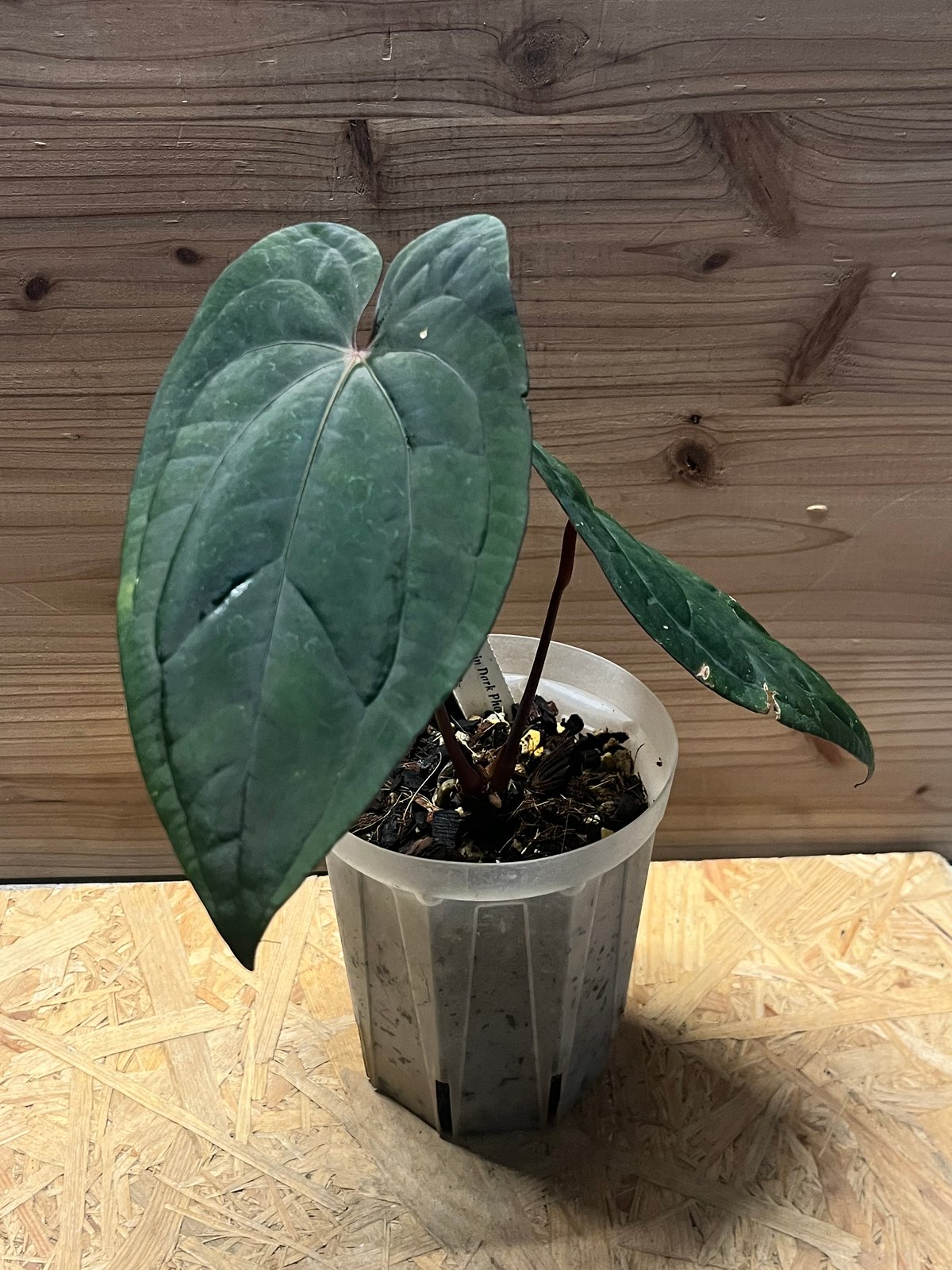 アンスリウム 'レッドベインダークフェニックス' OC | GREEN LUCK