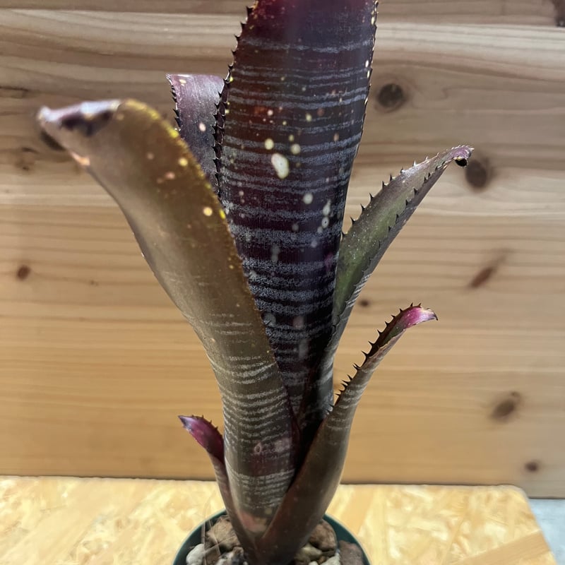 ビルベルギア オビワン | GREEN LUCK