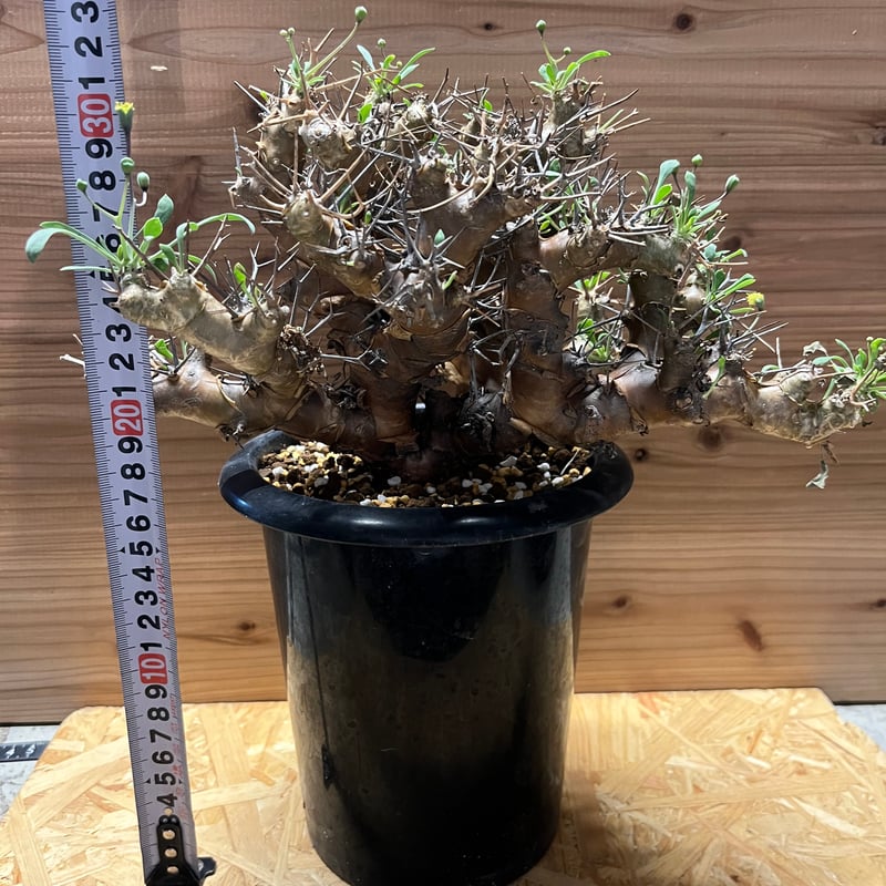 オトンナ ユーフォルビオイデス | GREEN LUCK