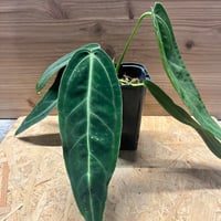 ラフィドフォラ・テトラスペルマ・ホワイトモンスター ラフィドフォラ テトラスペルマ ホワイトモンスター ミント 姫モンステラ