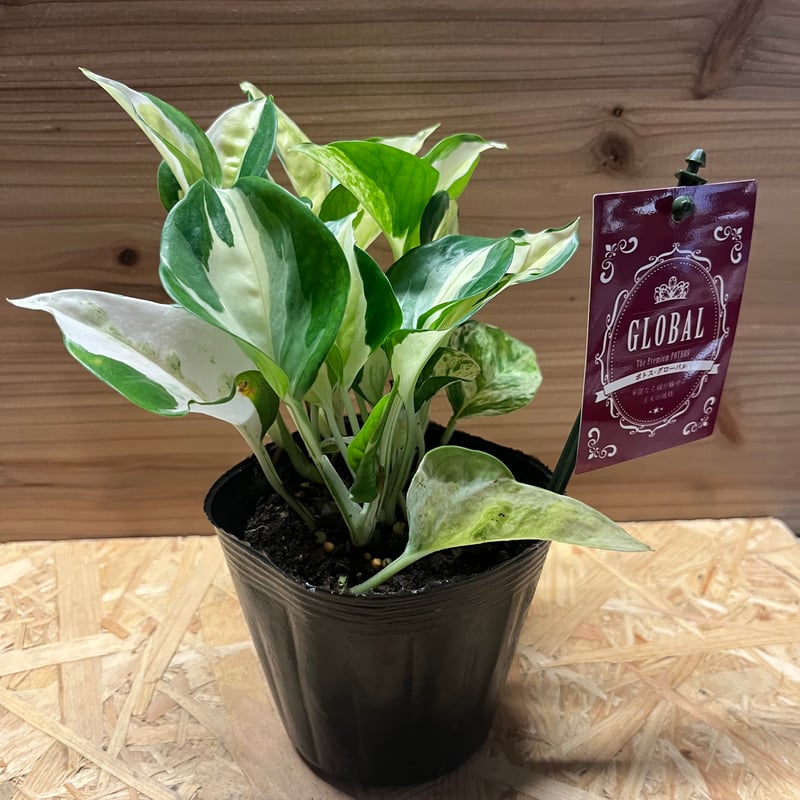 ポトスグローバル特大株【送料無料】 楽天市場】観葉植物/ポトス：グローバル 4号鉢入り 2株セット