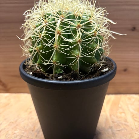 サボテン | STORES