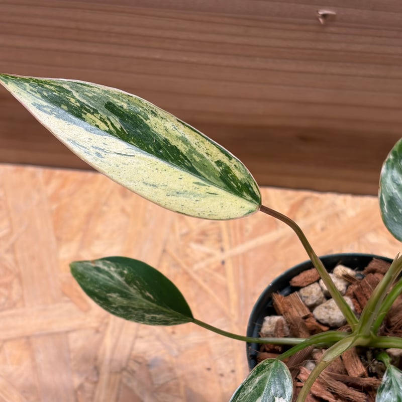 超希少 フィロデンドロン・エメラルドクイーン斑入 フィロデンドロン 'エメラルドクイーン' 斑入り | GREEN LUCK