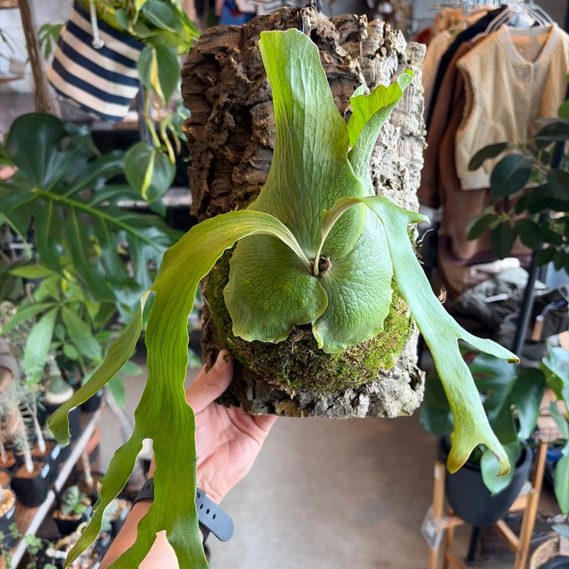 ビカクシダ quadridichotomum wild ocpup③ お買い得 ビカクシダ クアドリディコトマム | GREEN LUCK
